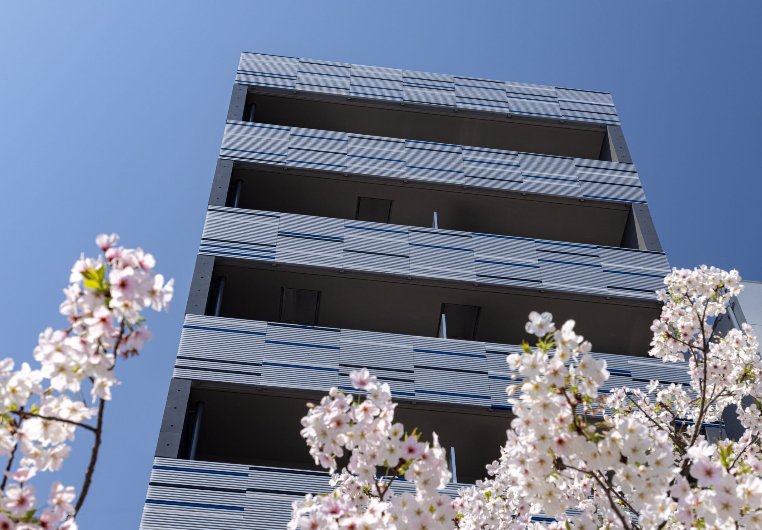 満開の桜を前景に、バルコニーが並ぶ集合住宅を下から撮影した春の風景