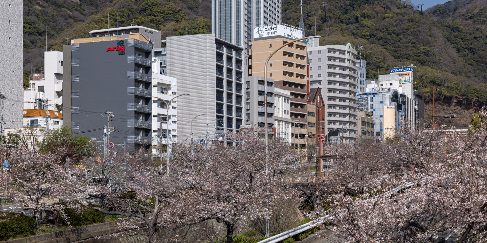 桜並木の向こうにマンションやビルが立ち並ぶ都市風景。背後には緑の山が広がる。